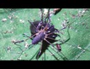 コクワガタを食べるザトウムシ