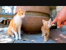広場の片隅にある猫ハウスに行くと子猫がたくさんいて癒される