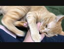 猫キック！