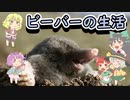 【timberborn】ビーバーとおねーちゃん その6