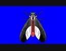 クロスジヒトリMKMK姉貴BB