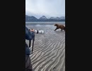 ホモと見る熊vs写真家
