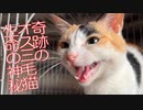 奇跡のオス三毛猫、5年目の生命の神秘