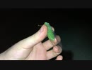 セミ（緑）