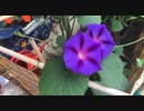 ぶらり散歩　#150　2023/7/11