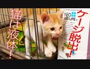 猫は液体！子猫たちケージ脱出の術