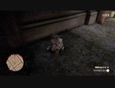 Red Dead Redemption 2 レッド・デッド・リデンプション 2 オンライン ブラックウォーターで猫を眺めているだけ