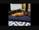 【ショート動画まとめて2本】母猫と子猫と叔母猫