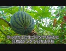 第4期カツドンチャンネル　干し柿がカビてしまったので撤去と掃除、暮らしが回り始める