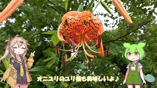 ずんだもんと見る旬　-オニユリの花-