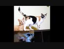 【2歳誕生日の公開予告】おしゃべり子猫