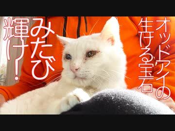 生ける宝石珍獣、夏に再び輝きを失う