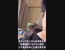 【 #フクロモモンガ 】何匹いるか数えてみてね！ #おはモモンガ #蜜袋鼯 #슈가글라이더 #フクモモ #sugerglider #モモンガ #shorts