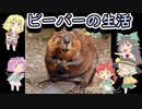 【timberborn】ビーバーとおねーちゃん 最後
