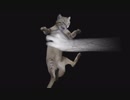 【箱庭村奇談】猫の鳴き声の化け物から逃げる【2】