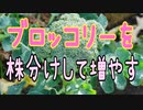 ブロッコリーを株分けして増やす方法