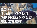魚から１万８千ベクレルの放射性セシウムが検出された件（雑談）