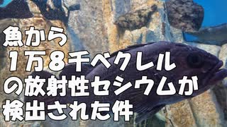 魚から１万８千ベクレルの放射性セシウムが検出された件（雑談）