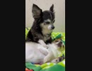 ホモと見る犬を寝かしつける犬