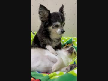 ホモと見る犬を寝かしつける犬