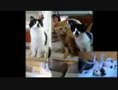 お姉ちゃん思いの子猫