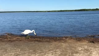 ウトナイ湖　白鳥