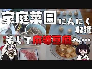 ベランダ家庭菜園を始めよう にんにく 収獲&料理