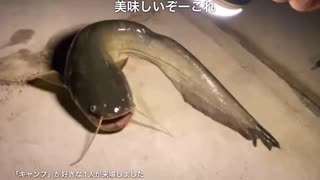 でっかいナマズを釣り上げる！【おしょうゆさん切り抜き】