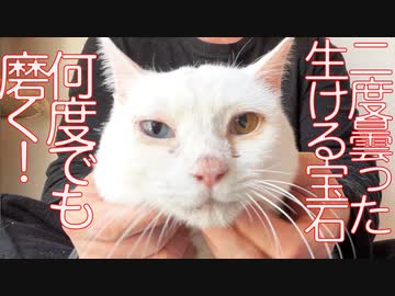 曇った生ける宝石、みたび輝き出す