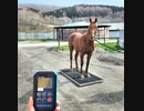 #体重計 #牧場 #競馬 #競馬場 #ファーム #乗馬#JRA #移動式体重計 #馬の体重計 #NAR_keiba