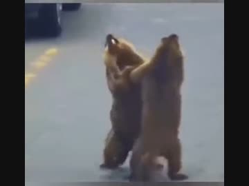 ホモと見る踊る２匹のビーバー