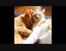【ショート動画2本】我が家の夏コーデ / とろけそうな赤ちゃん子猫
