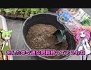 枝豆を植え替えするのだ！