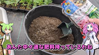 枝豆を植え替えするのだ！