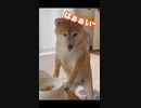 お返事しながら座る柴犬