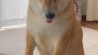 お返事しながら座る柴犬