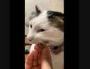 ねこちゃんのはひはひ