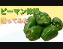 ピーマン体操/有馬かな【踊ってみた】【小鳥遊ななみ】