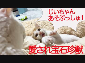 生ける宝石珍獣、愛されて復調を見せる