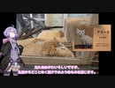【シンプル車載動画投稿祭】40代から始めたバイク車載_番外編①