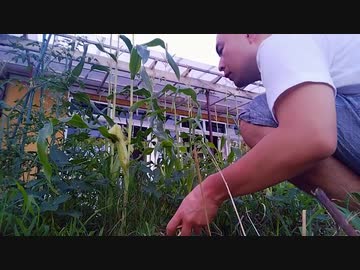 第4期カツドンチャンネル　スイカ食べて強くなろう✊エダマメ収穫、明日の朝カレーの豚肉仕込み