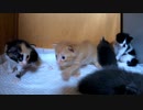 シーツ替えをみんなで見物するようになった子猫たち【生後22日目-2】
