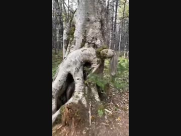 ホモと見るスタンド攻撃を受けて木になった音石明