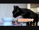 そろそろ来るとは思ってました…【野良猫】