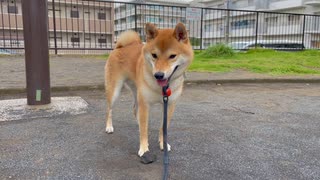 石で遊ぶも早々に飽きる犬【柴犬勇者むぎまる】