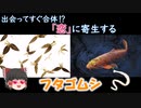 【ゆっくり解説】比翼の鳥、連理の枝 フタゴムシについて