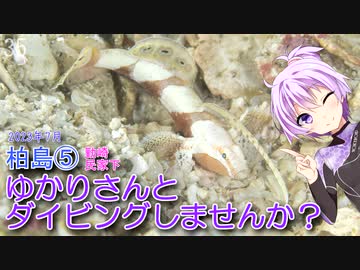 【柏島⑤(高知県)】ゆかりさんとダイビングしませんか？