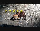 昆虫シリーズ　クワガタか　クロアリの攻撃に逆らえず