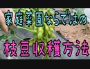 家庭菜園ならではの枝豆収穫方法