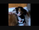 【ショート動画2本】カメラをズームしたら謎の仕草。コメントで教えてください。 / 初めての首ぶるんぶるん「気持ちいいー」
